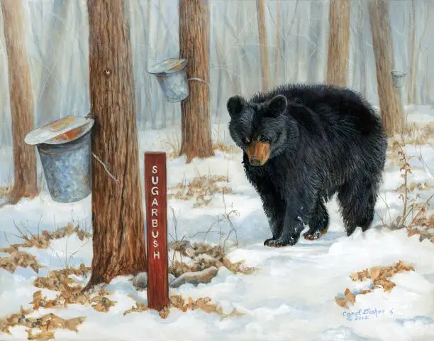 painting of black bear approching a tapped maple tree bucket