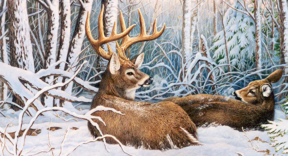 painting of two deer lying in snow